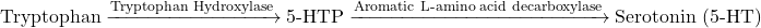 \[\text{Tryptophan} \xrightarrow{\text{Tryptophan Hydroxylase}} \text{5-HTP} \xrightarrow{\text{Aromatic L-amino acid decarboxylase}} \text{Serotonin (5-HT)}\]